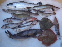 Fresh Fish and Shellfish